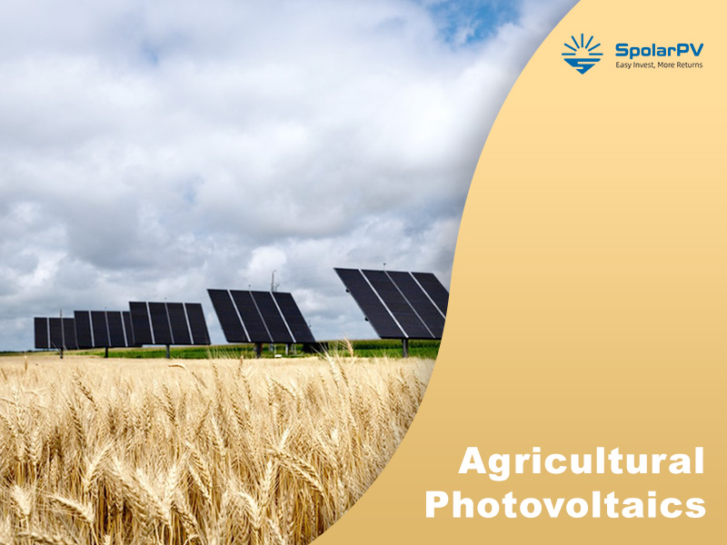 Niederländische Studie befürwortet vertikale Agri-PV; Die fortschrittlichen Solarmodule von SpolarPV liegen im Trend